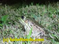 /home//u458753944/public_html/sourcegallery/////////////////////////Frogs/Bullfrogs 2020-09 Upper Merion/P9280730.JPG